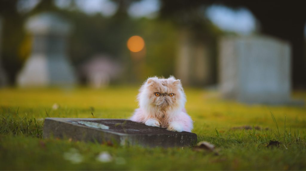 Fluffy cat laying down on a grave marker in a cemetery