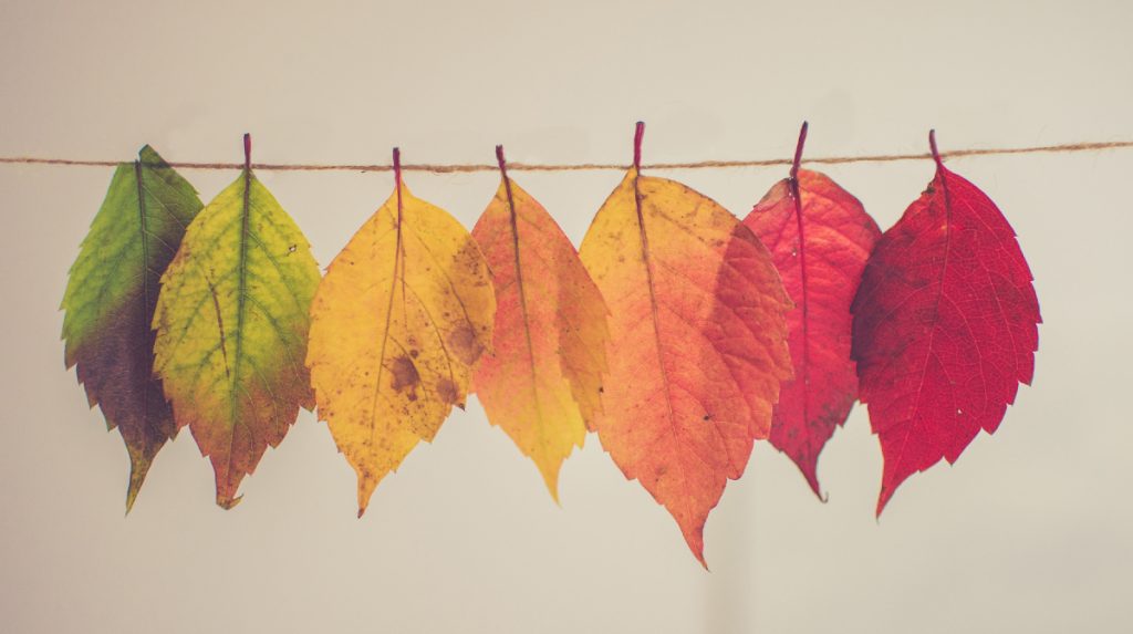 7 leaves of different colors hanging from a piece of twine
