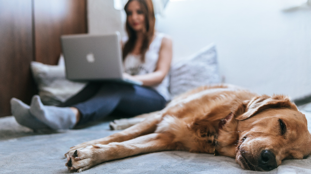 Woman working on a laptop in bed with a sleeping brown dog next to her